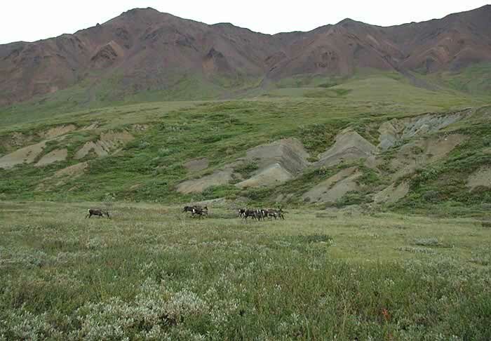 Carribou