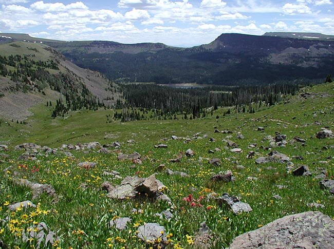 Alpine Wildflowers