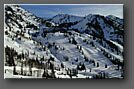 Snowbird