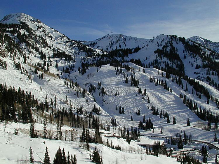 Snowbird